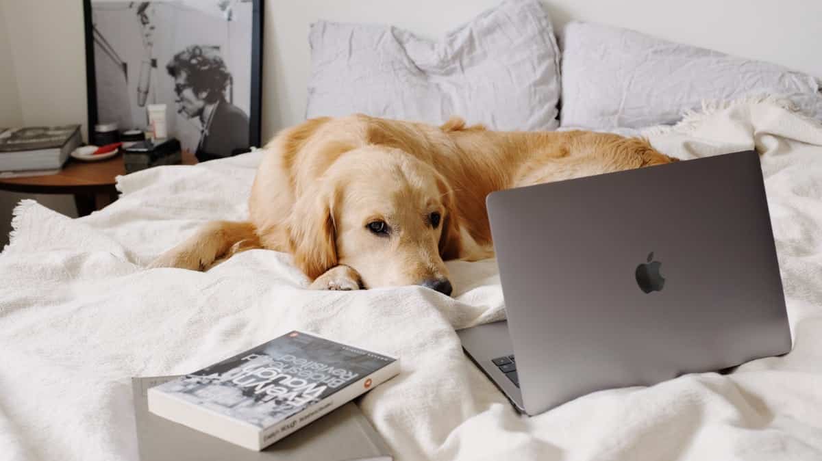 Bataille des box internet : vente privee BeMove vs Bbox Fit