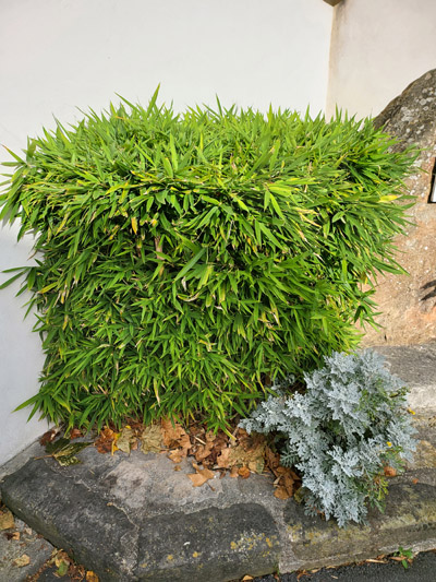 Galaxy Z Fold 3 plantes