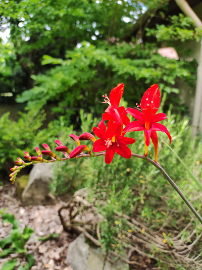 Xiaomi Mi 11 lite photo