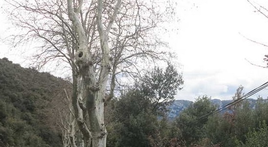 Réseau mobile dans les zones blanches : Orange, SFR et Bouygues Telecom contestent le projet de loi 